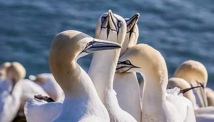 国泰基金的红利国企ETF（510720）跌1.7%