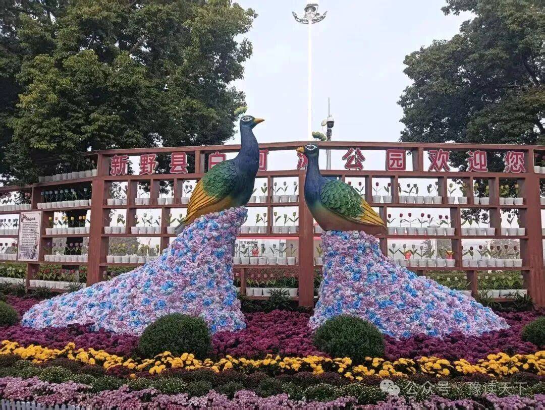 新野:那一抹菊香里的民生温度