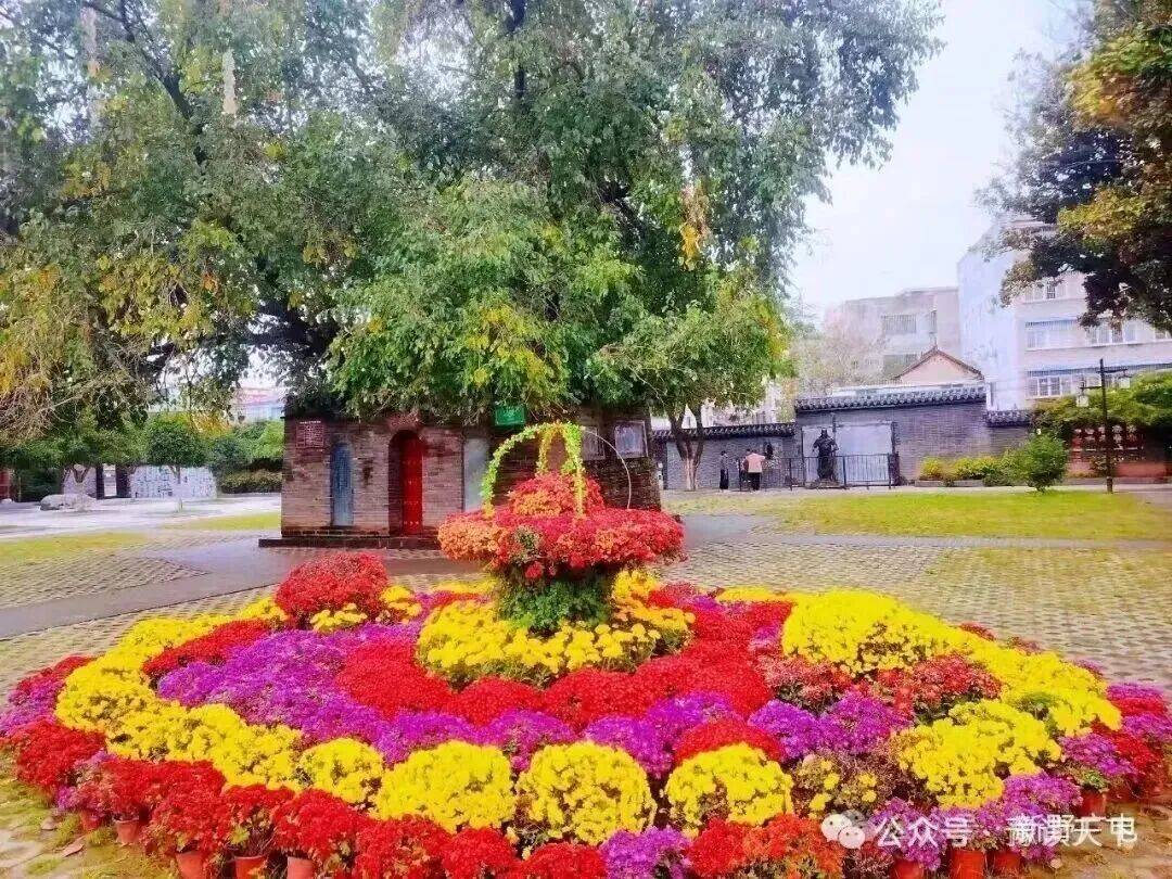 新野:那一抹菊香里的民生温度