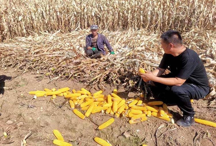 安图县亮兵镇:多维发力护秋收 颗粒归仓保民生